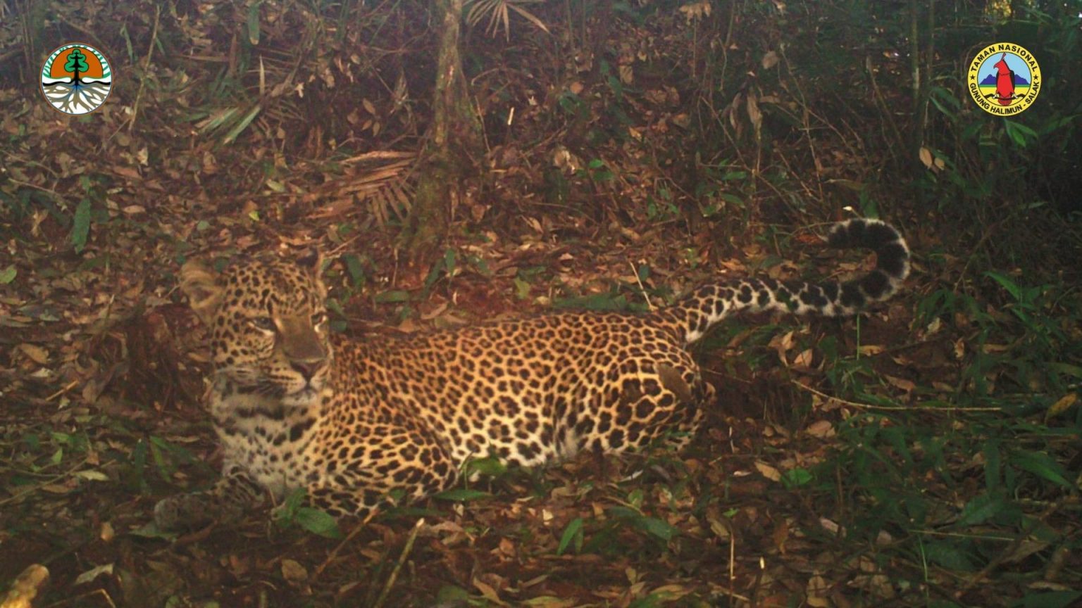 Javan Leopard – SINTAS Indonesia