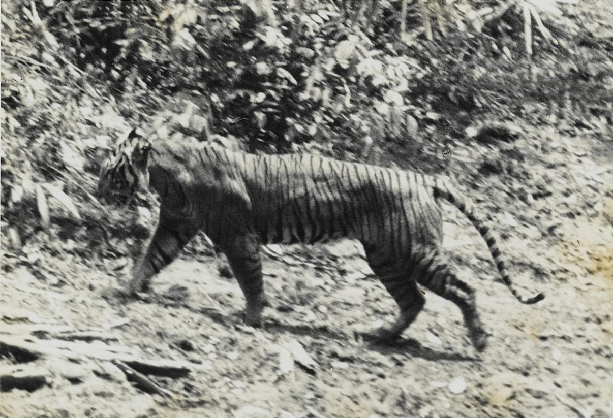 Ilustrasi Foto : Harimau Jawa Copyright Andries Hoogerwerf